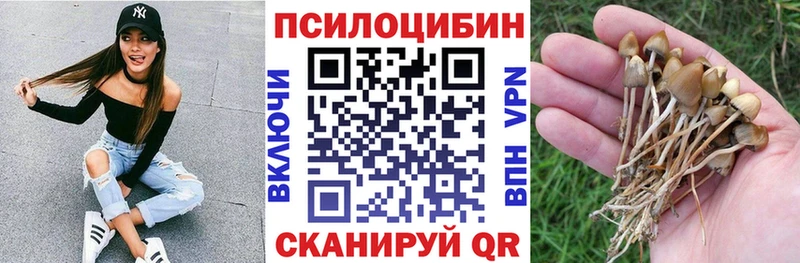 Псилоцибиновые грибы Psilocybe  Георгиевск 